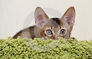 Portrait of a cute abyssinian kitten