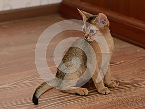 Portrait of a cute abyssinian kitten