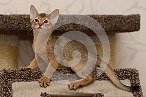 Portrait of a cute abyssinian kitten