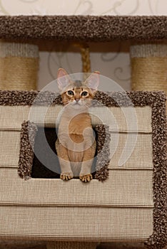 Portrait of a cute abyssinian kitten