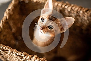 Portrait cute abyssinian red ginger kitten with big ears in wicker brown basket at home. Concept of happy adorable cat pets
