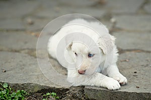 Portrait of cute and adorable white fur puppy dog with stunning blue eye