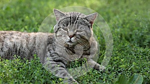 Portrait of cute adult british striped cat with beautiful eyes lying outdoors. Serious tabby pet is relaxing on green