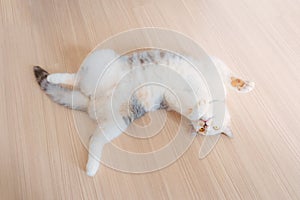 Portrait of cute adult female parti-colour cat lying back on the wood floor with her paws up in the air.