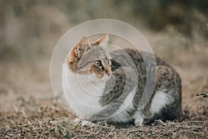 Portrait of cute Aegean Stray gray cat lying outdoors in Greece