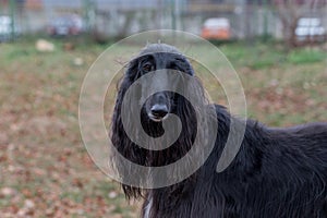 Portrait of cute afghan hound. In the autumn park. Eastern greyhound or persian greyhound. Pet animals