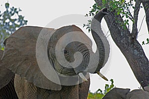 Portrait of a cute African elephant with a trunk up in the Tarangire National Park in Tanzania