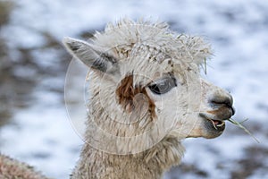 Portrait of a cute alpaca. Beautiful llama farm animal at petting zoo