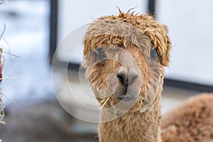 Portrait of a cute alpaca. Beautiful llama farm animal at petting zoo