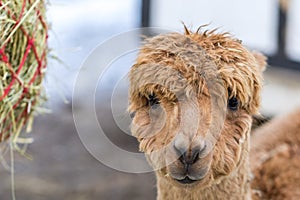 Portrait of a cute alpaca munching on hay. Beautiful llama farm animal at petting zoo