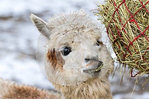 Portrait of a cute alpaca munching on hay. Beautiful llama farm animal at petting zoo