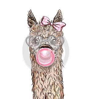 Portrait of the cute alpaca with pink bubble gum