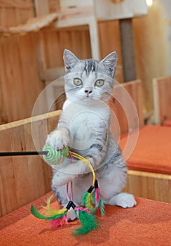 Portrait of cute American short hair cat playing feathers toy while sitting in house
