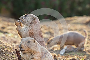 portrait of a cute animal. Black tailed prairie dogs eating. Lunch time