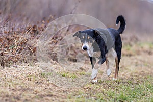 Portrait of a cute appenzeller mountain dog in spring park