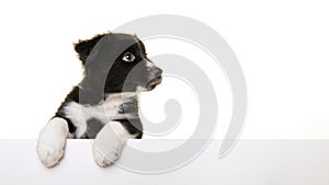 Portrait of cute australian shepherd puppy looking away isolated on a white background