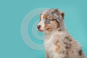 Portrait of cute australian shepherd puppy looking away on a turquoise blue background