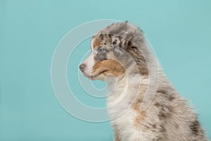 Portrait of cute australian shepherd puppy looking away on a turquoise blue background