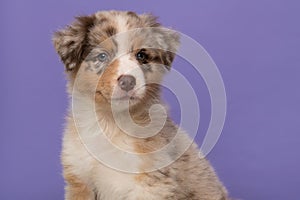 Portrait of cute australian shepherd puppy looking at the camera on a purple background