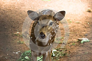 Portrait of A Cute baby Deer looking into the camera