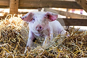 Portrait of a Cute Baby pig