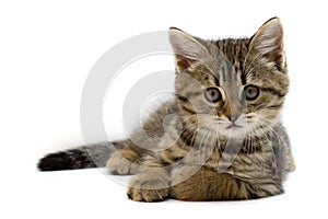 Portrait of cute baby tabby kitten  on white background. Kid animals and adorable cats concept