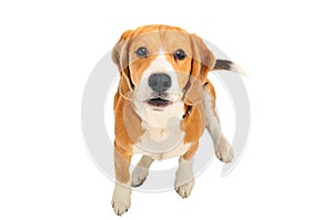 Portrait of a cute barks Beagle dog