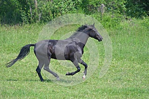 Portrait of a cute bay warmblood filly