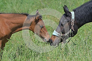 Portrait of a cute bay warmblood filly and a dark bay mare, sniffing at each other