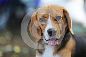 Portrait of a cute beagle dog.