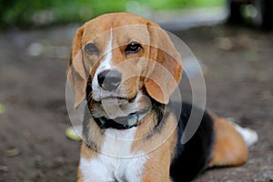 Portrait of a cute beagle dog.