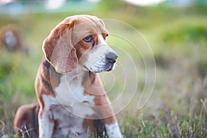 Portrait of a cute beagle dog on the green grass outdoor in the field.