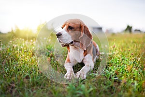 Portrait of a cute beagle dog sitting on the green grass out door in the field