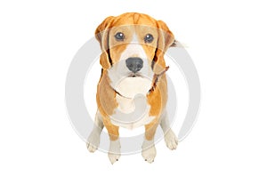 Portrait of a cute Beagle dog, top view