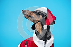 Portrait of a cute beautiful dachshund, black and tan, dressed in a red Christmas costume and a santa claus hat, on a