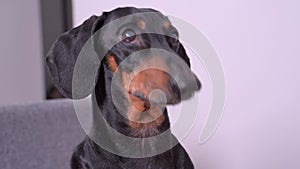 Portrait of a cute beautiful dachshund, looks up at the owner, barks and calls for attention