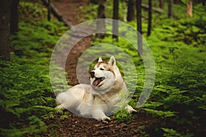 Portrait of cute and beautiful dog breed siberian husky lying on the path in the green forest