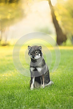 Portrait of cute and beautiful japanese dog breed shikoku sitting in the park in summer