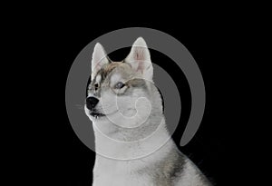 Portrait of a cute beautiful puppy breed Siberian husky on a dark background