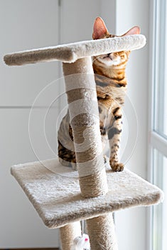 Portrait of a cute bengal cat, close up