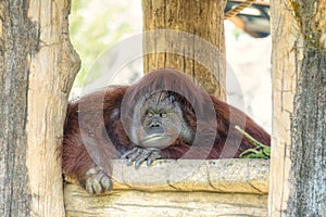 Portrait of cute big Orangutan looking to camera and boring.The wild brown red monkey, Orangutan found in jungle rainforests of Bo