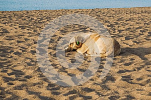 Portrait of cute big yellow mongrel dog relaxing at sandy summer beach outdoors
