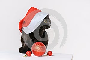 Portrait of a cute black cat merry santa claus look a white