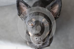 Portrait of cute black dog looking at the camera