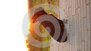 Portrait of a cute black French bulldog sitting on the sidewalk at sunset on a summer day during a walk, looking around