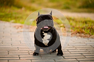 Portrait of a cute black French bulldog sitting on the sidewalk at sunset on a summer day during a walk. Pets in an