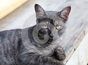 Portrait of cute black gray and white striped cat looking camera