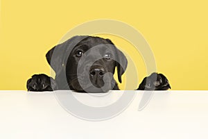 Portrait of a cute black labrador retriever puppy on a yellow background with it paws and head lying down on a white table