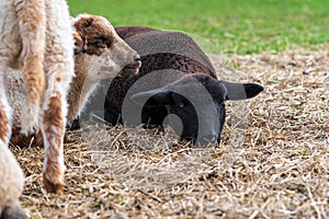 Portrait of cute black lamb and white lamb sitting on straw on green meadow in Germany. Concept of animal friendship, free-range