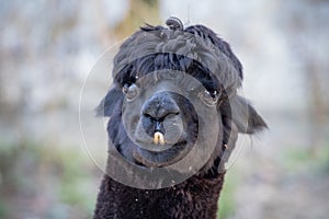Portrait of cute black llama